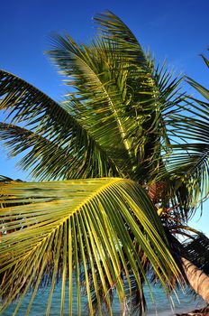 Palm Leafs on the Clear Blue Sky