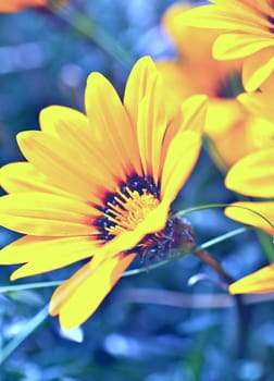 Blooming Spring. Cute Yellow Blossom Flowers Closeup - Macro Photography. Floral Photo Background