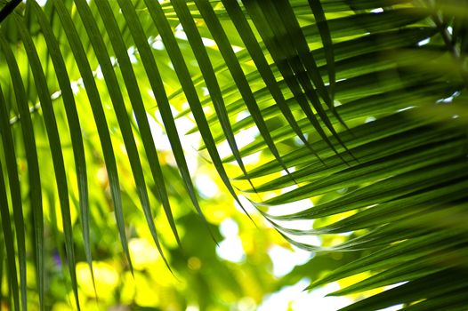 Jungle Palm Leafs. Green Palm Leafs in the Jungle. Cool Green Tropical Background.