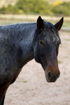 Black Horse Portrait. Animals Photo Collection.