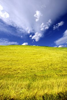Summer Yellow Flowers Field - Yellow Flowers Summer Meadow Vertical Photo Background. Cloudy Blue Sky.