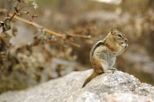 Chipmunk on the Large Stone. Colorado Chipmunk. Colorado USA. Chipmunks are Small Striped Squirrels Native to North America and Asia. 