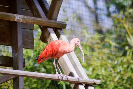 Red Ibis on a wooden perch in a wildlife park in France