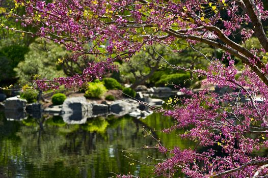 Blooming Garden Trees and Flowers. Beautiful Japanase Garden with Small Lake.
