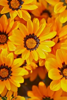 Small Orange Blooming Flowers > Orange Flowers Nature Background. Vertical Photo