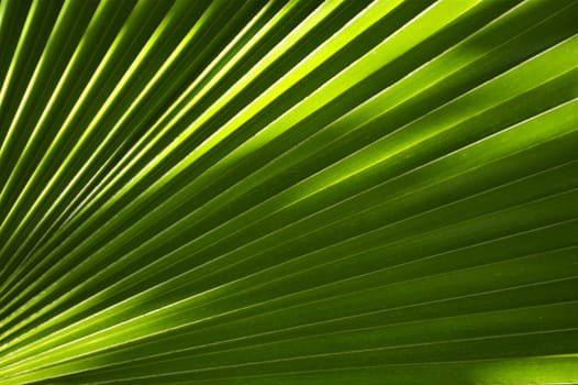 Tropical Theme: Palm Leaf Background. Great as Background for Exotic Travel Agency etc. Nature Backgrounds Photo Collection.