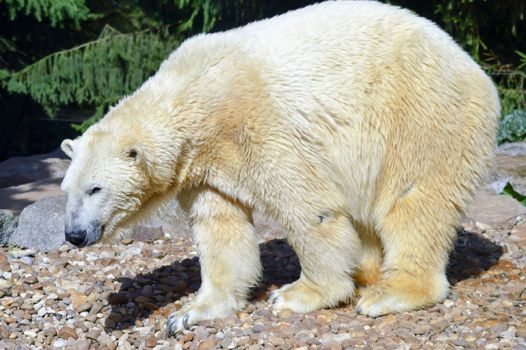 Polar bear on pebbles in an animal park in France