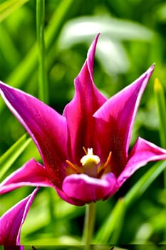 Pinky Tulip. Pink Blossom Tulip Flower. Vertical Photo.