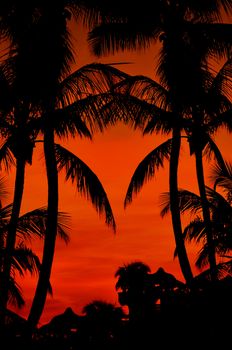 Beach Sunset - Reddish Cloudy Sky. Tropical Place Sunset. Palm Shapes. Vertical Photo