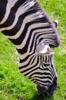 Head of zebra grazing grass in an animal park in France