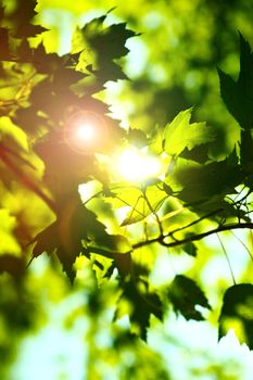 Summer Shine. Sun Rays Between Summer Green Leafes. Vertical Photo Theme.