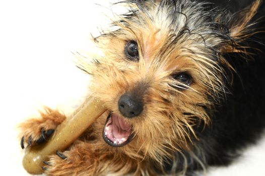 Puppy Eating Small Bone. Female 3 Months Old Puppy