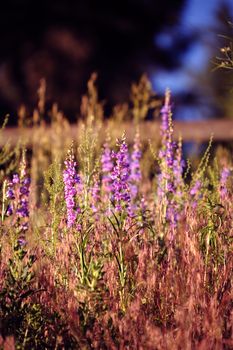 Colorful Summer Meadows. Colorado Meadows