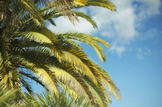 Southern California Canary Palm Tree on Blue Cloudy Sky