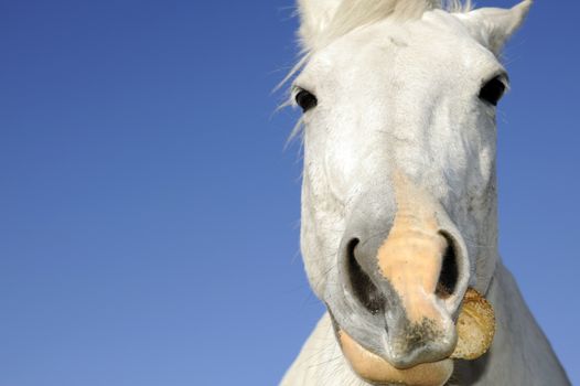 White Mustang. White Horse Eating Roll