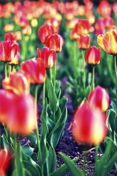 Tulips Field Vertical Photo. Red-Pinky Tulips. Flowers Photo Collection.