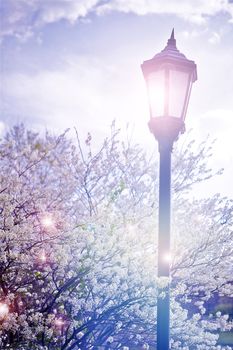 Fantasy Lantern and Wild Plum Blossoms. Beautiful Spring Background