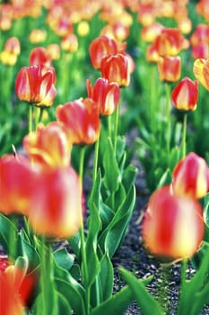 Spring Tulips. spring in the Garden. Tulips are Spring-Blooming Perennials That Grow From Bulbs. Tulips Blossom - Vertical Photo. Flowers Photo Collection.