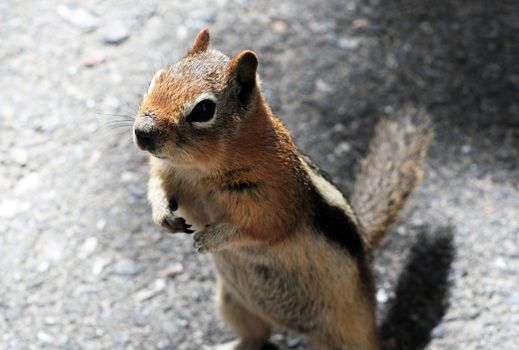 Funny Squirrel