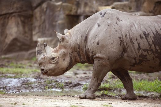Black Rhinoceros - African Rhino in the Zoo. Black Rhinoceros is a Species of Rhinoceros, Native to the Eastern and Central Africa Continent. Horizontal Photo