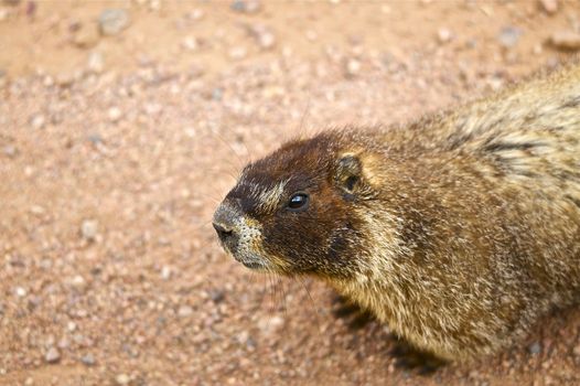 Bellied Marmot in Rocky Mountains, Colorado USA. Whistle Pig.