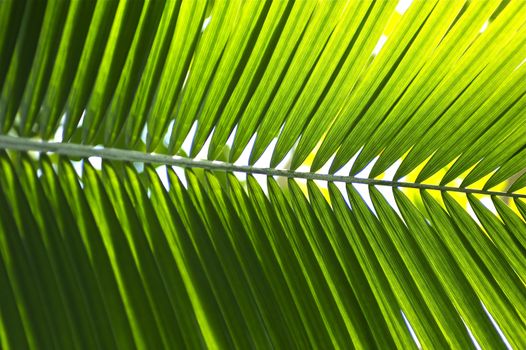 Tropical Palm Leaf. Green Horizontal Leaf Background. Rain Forest Photo Collection.