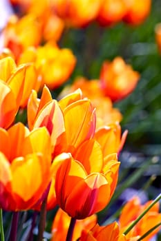 Orange-Red Tulips. Blossom Tulips. Vertical Photo. Spring Flowers Photo Collection.