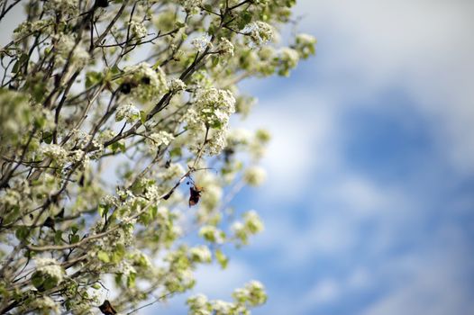 White Blossom Flowers. Blossom Tree. Spring in Garden