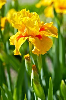 Yellow Iris. The Iris is Widely Distributed Throughout the North Temperate Zone. Iris Blossom