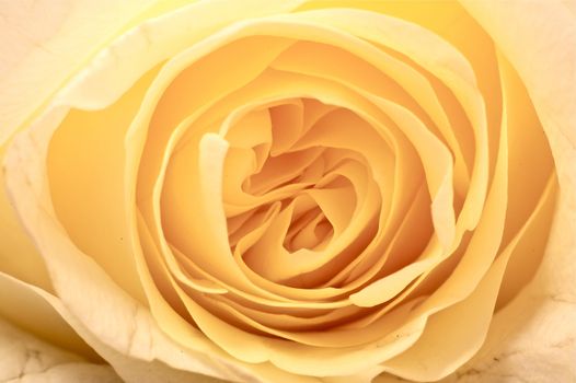 Orange-Yellow Creamy Rose - Macro Photo. Floral Background