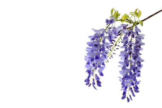 Wisteria flowers, green leaves border for an angle of page over a white background. decorative element 