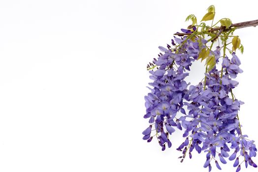 Wisteria flowers, green leaves border for an angle of page over a white background. decorative element 