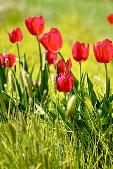 Spring Meadow with Fresh Green Grass and Tulips. Beautiful Sunny Day. Nature Photo Collection
