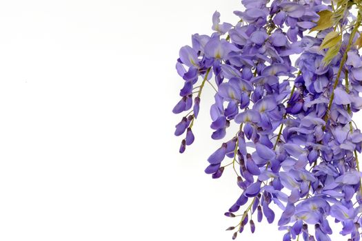 Wisteria flowers, green leaves border for an angle of page over a white background. decorative element