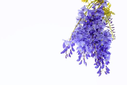 Wisteria flowers, green leaves border for an angle of page over a white background. decorative element