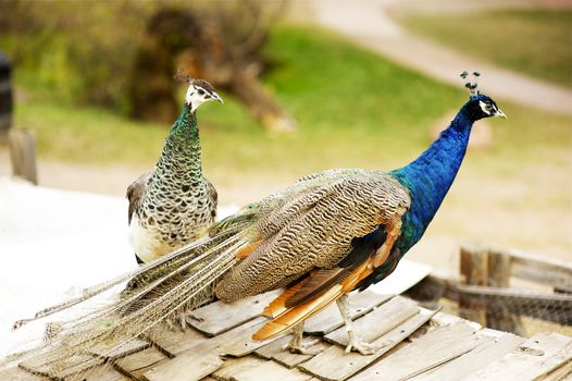 Peacocks / Peafowls on the Farm. The Male is Called a Peacock, and the Female a Peahen. Peafowls Horizontal Photo.