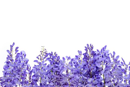 Wisteria flowers, green leaves border for an angle of page over a white background. decorative element 