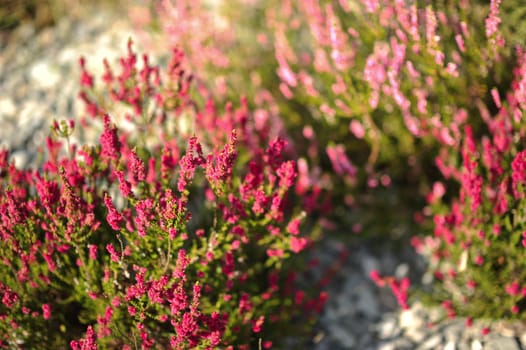 Pink Heathers Horizontal Photo. Summer Moorlands