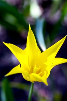 Yellow Star Tulip Vertical Photo. Beautiful Star Shape Yellow Tulip Blossom. Flowers Photo Collection.