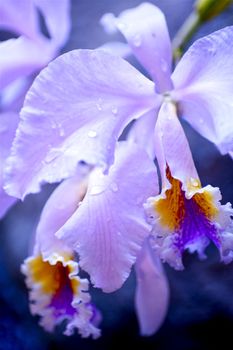 Violet Blossom Tropical Flower. Blooming Jungle. Macro Nature Photo Collection. Unknown Specie.