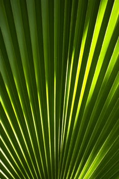 Fan Shaped Tropical Leaf Background. Vertical Photo. Green Fan-Shaped Rain Forest Leaf. Nature Backgrounds Collection.