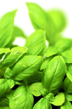 Fresh Basil Vertical Photo. Basil, or Sweet Basil is a Common Name for the Culinary Herb. 