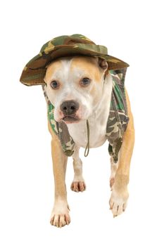 Dog in military attire isolated on a white background