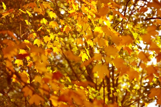Autumn Time - Fall Nature Background. Orange-Red Leafs on the Tree. Horizontal Photo.