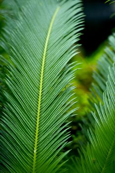 Large Rainforest Fern Leafs Vertical Photography. Tropical Ferns.