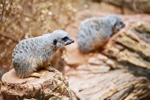 Two Meerkats on the Desert Rocks. African Mammals.