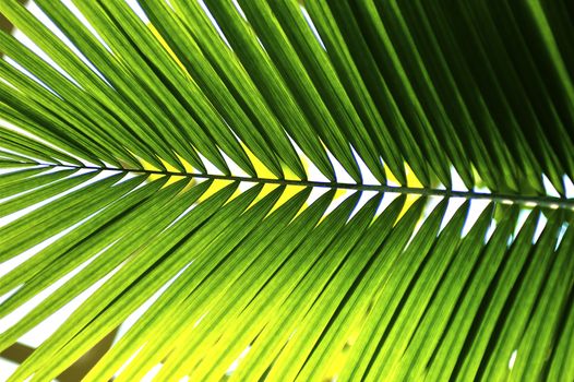 Green Palm Leaf Horizontal Photography. Tropical Nature Photo Background