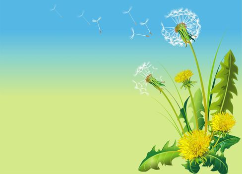 Dandelion Rasterized Vector Illustration. Horizontal Dandelion Illustration with Copy Space on the Left Side.