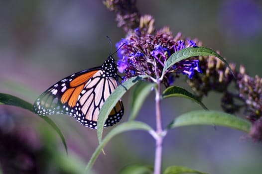 Summer Butterfly Looking For Plants Nectar. Spring Nature Photo.