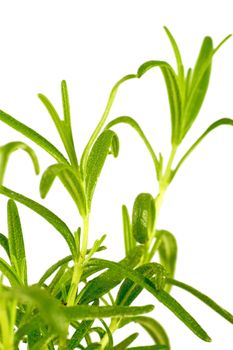 Rosemary Isolated on White. Rosemary is a Woody, Perennial Herb with Fragrant. Vertical Rosemary Closeup Photo.